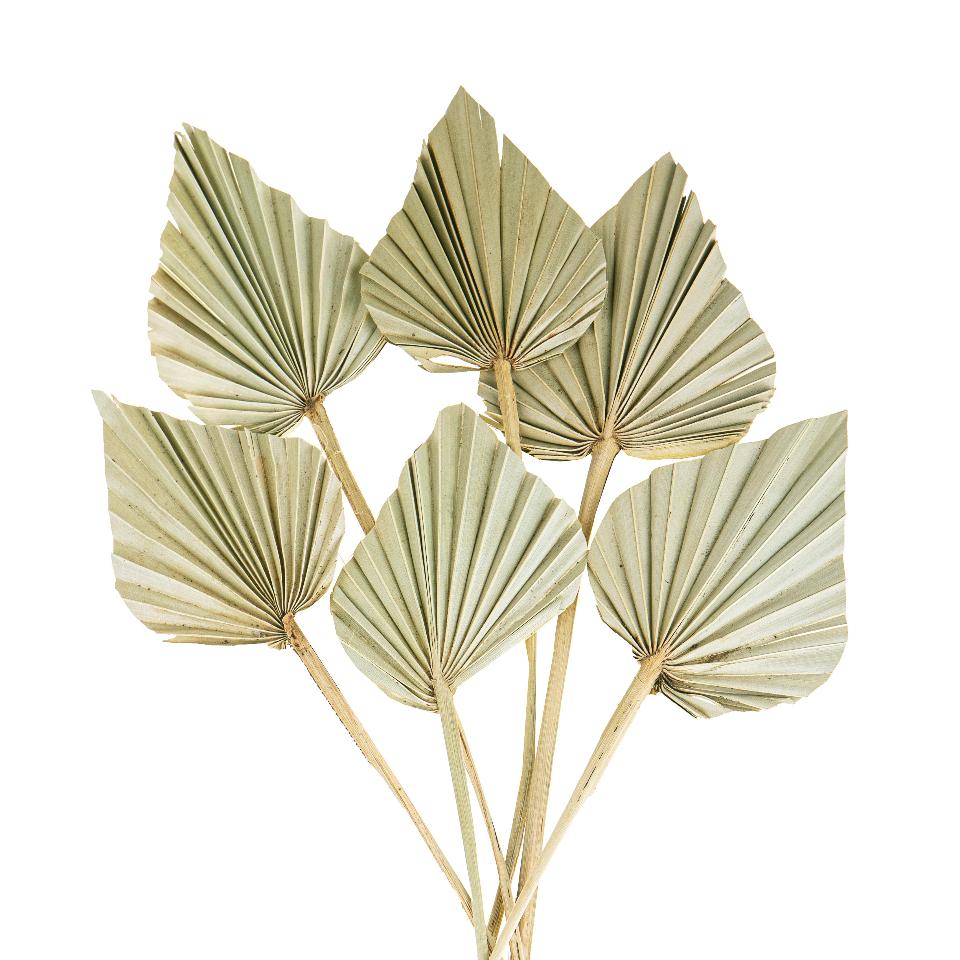 Palm Spear  Naturale Colorata - Sconti per Fioristi e Aziende