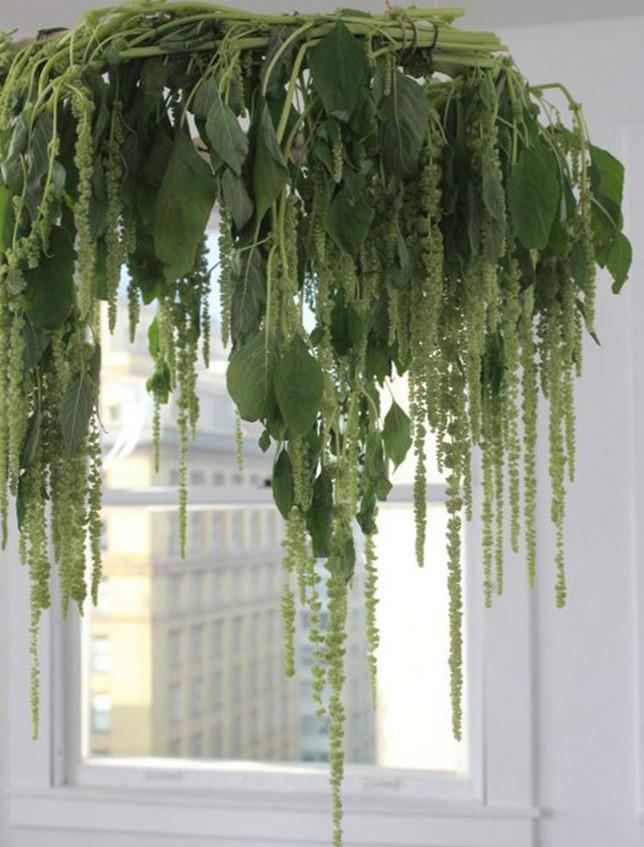 Amaranthus caudatum stabilizzato - Sconti per Fioristi e Aziende . - H 90/110