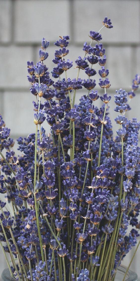 Lavanda naturale profumata Mazzo gr. 40 H 30 - Sconti per Fioristi e Aziende