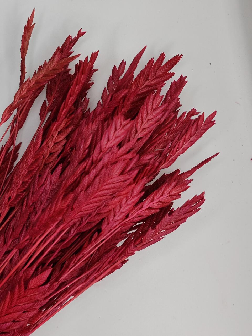 Spighe d'oro color rosso preservate  gr. 50 - Sconti per Fioristi e Aziende