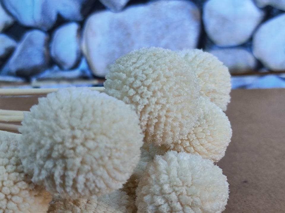 Craspedia Globosa Colorata- Bill Botton Stabilizzato - Sconti per Fioristi e Aziende