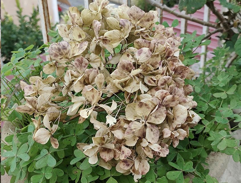 Ortensia Naturale H 40 Dry x 5 Hydrangea Macrophylla - Sconti per Fioristi e Aziende e Wedding