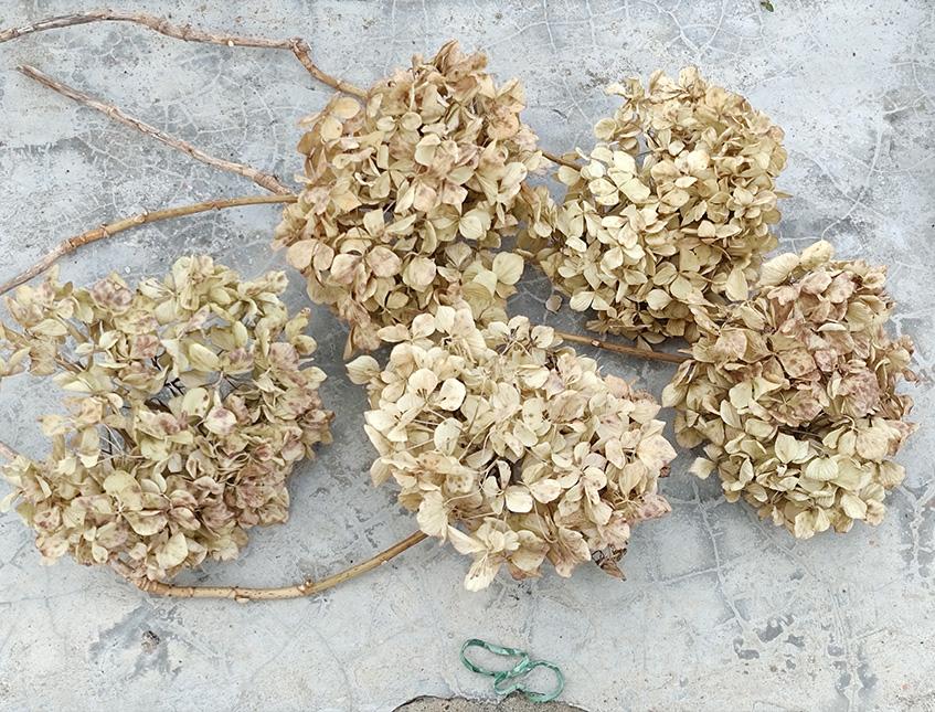 Ortensia Naturale H 40 Dry x 5 Hydrangea Macrophylla - Sconti per Fioristi e Aziende e Wedding