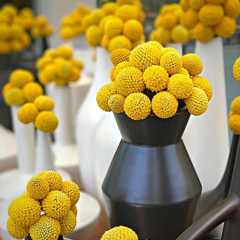 Craspedia Globosa Colorata- Bill Botton Stabilizzato - Sconti per Fioristi e Aziende
