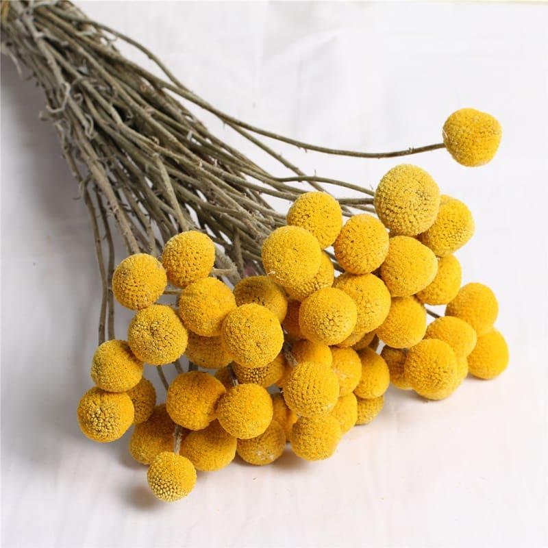 Craspedia Globosa Colorata- Bill Botton Stabilizzato - Sconti per Fioristi e Aziende