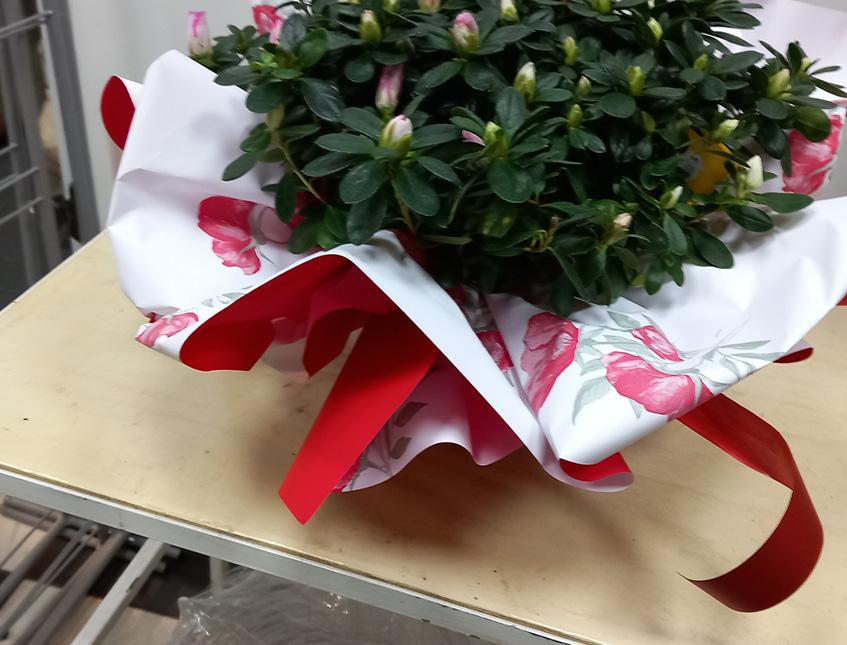 Fogli 70X70 Bicolore Annabelle Conf. 25 fogli Sconti per Fioristi, Wedding e Aziende