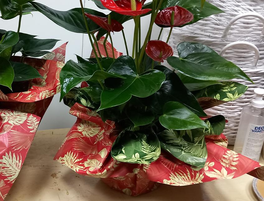 Fogli 70X70 Best Rosso Conf. 25 fogli Sconti per Fioristi, Wedding e Aziende
