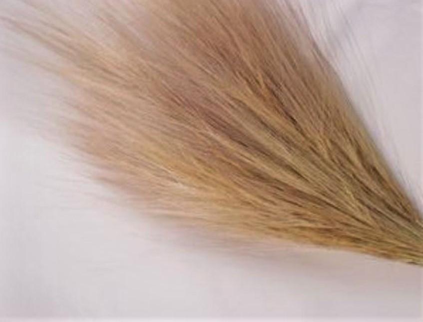 Barba de bode gr. 200 naturale - Sconti per Fioristi e Aziende . -  (Isolepsis)