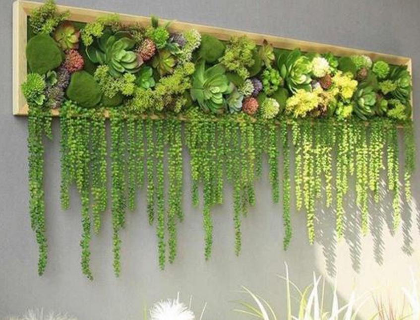 Amaranthus caudatum stabilizzato - Sconti per Fioristi e Aziende . - H 90/110
