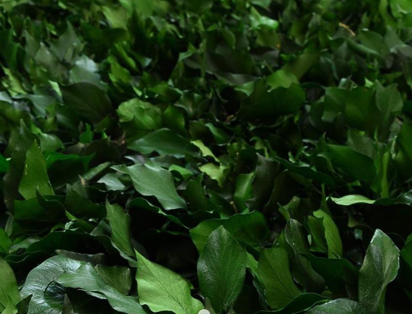 Edera Araba Preservata  - Sconti per Fioristi e Aziende Mazzo gr. 150