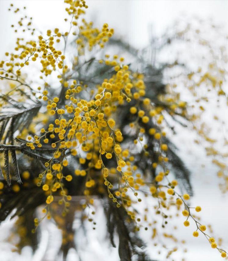 ESAURITA - Mimosa Fresca box da Kg. 3 Acacia Dealbata - Goulois - Sconti per Fioristi e Aziende