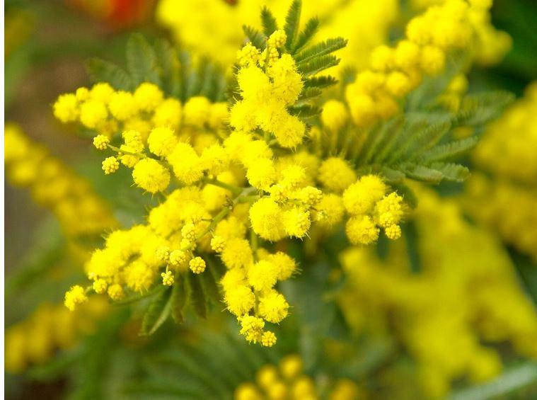 ESAURITA Mimosa Fresca box Kg. 15/20 -  Sconti per Fioristi e Aziende - Acacia Dealbata - Goulois