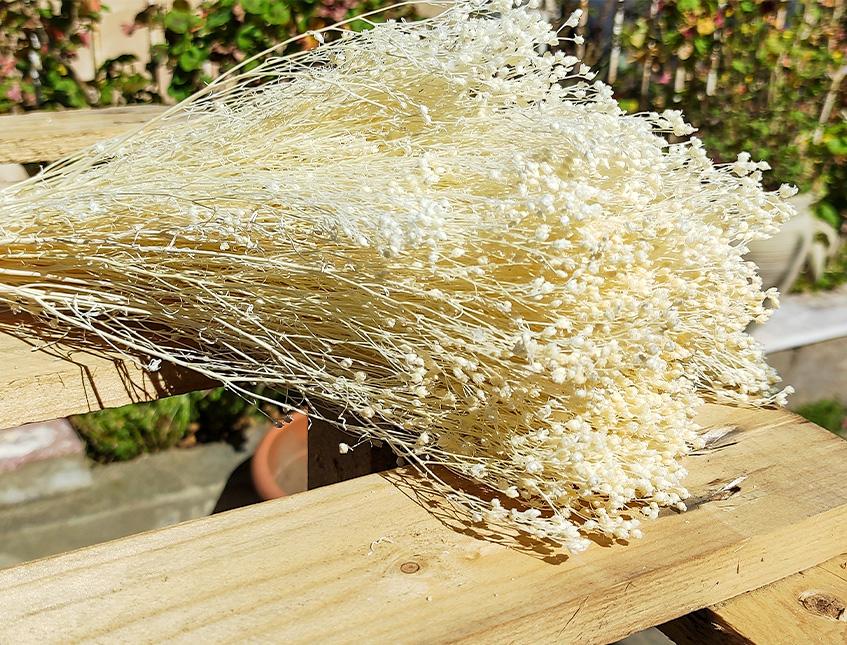 Broom Bloom Gr. 100 - Sconti per Fioristi e Aziende - Bianco e Naturale