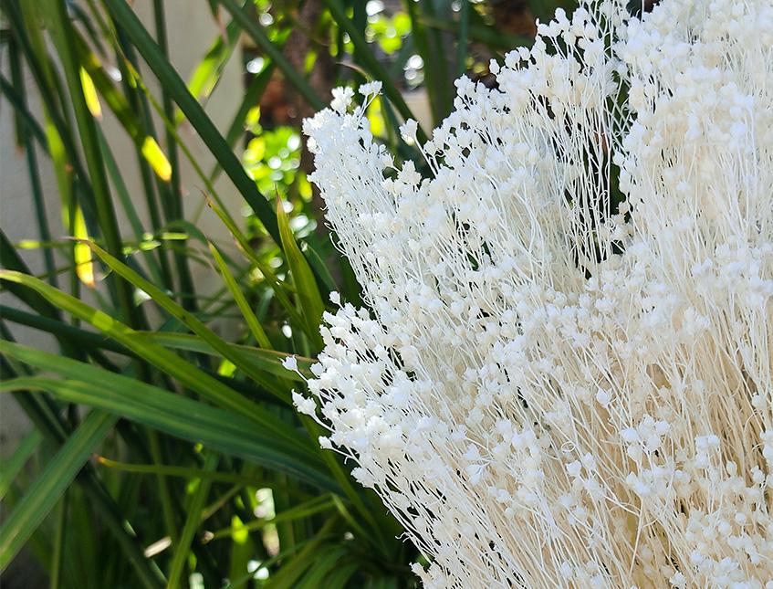 Broom Bloom Gr. 100 - Sconti per Fioristi e Aziende - Bianco e Naturale