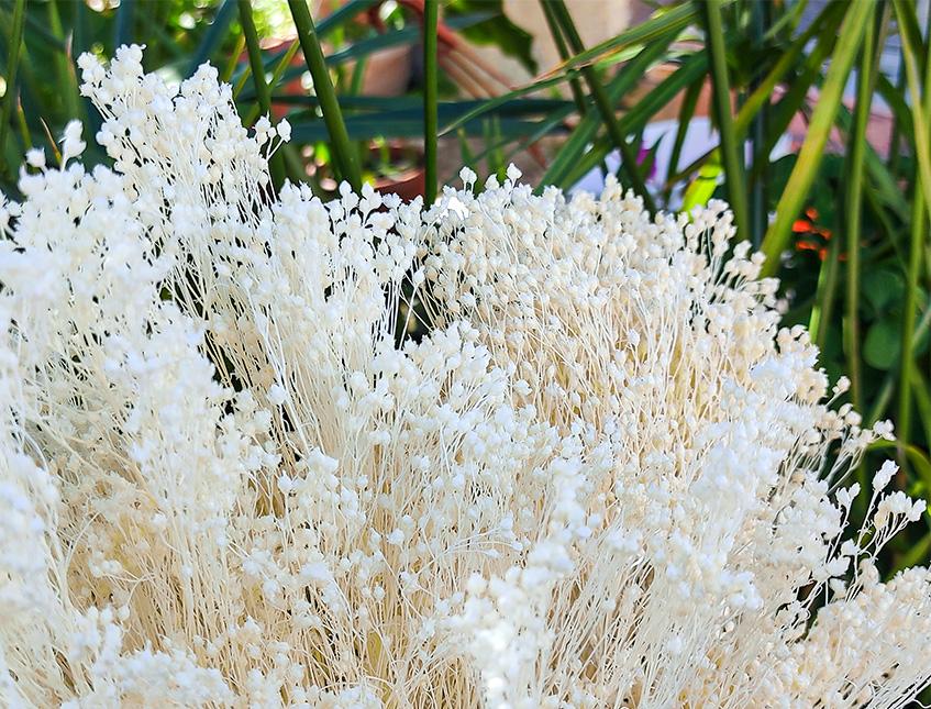 Broom Bloom Gr. 100 - Sconti per Fioristi e Aziende - Bianco e Naturale