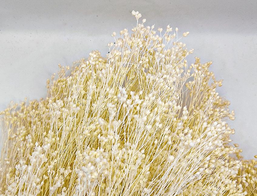 Broom Bloom Gr. 100 - Sconti per Fioristi e Aziende - Bianco e Naturale