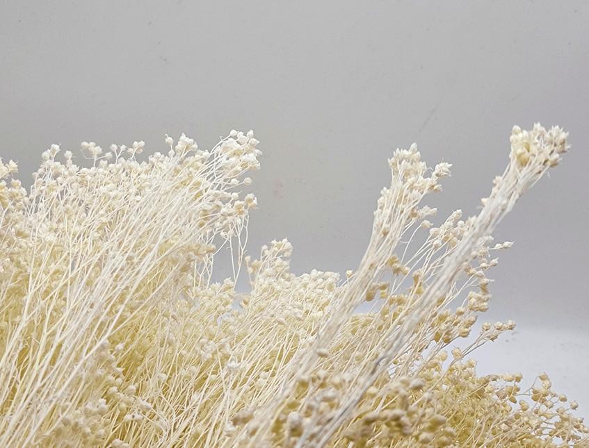 Broom Bloom Gr. 100 - Sconti per Fioristi e Aziende - Bianco e Naturale