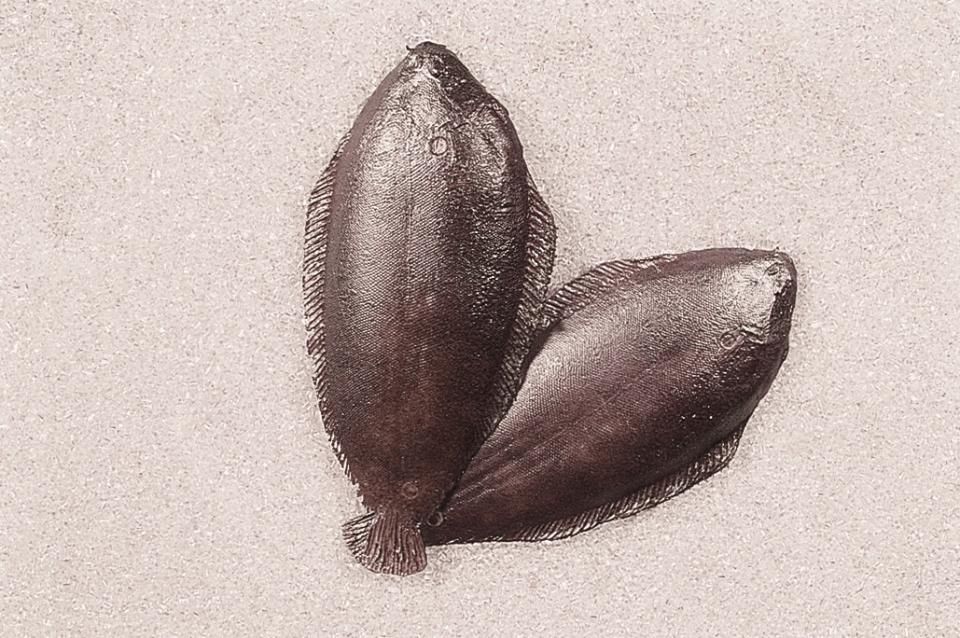 Sogliola artificiale in plastica - Sconti per Fioristi e Aziende . - 27x12 cm