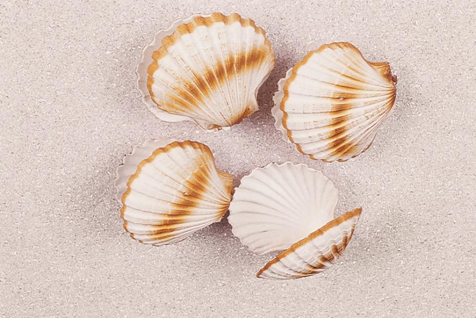 Conchiglia piccola artificiale  - Sconti per Fioristi e Aziende . - x 4 pezzi in plastica