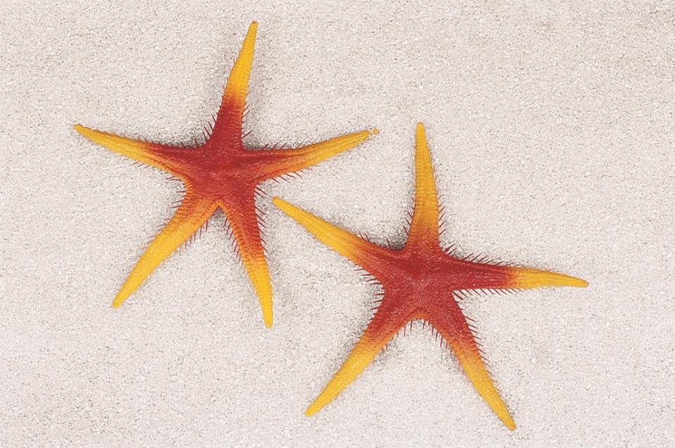 Stella marina arancio artificiale x 2 pezzi in plastica - Sconti per Fioristi e Aziende . -  ø 25 cm