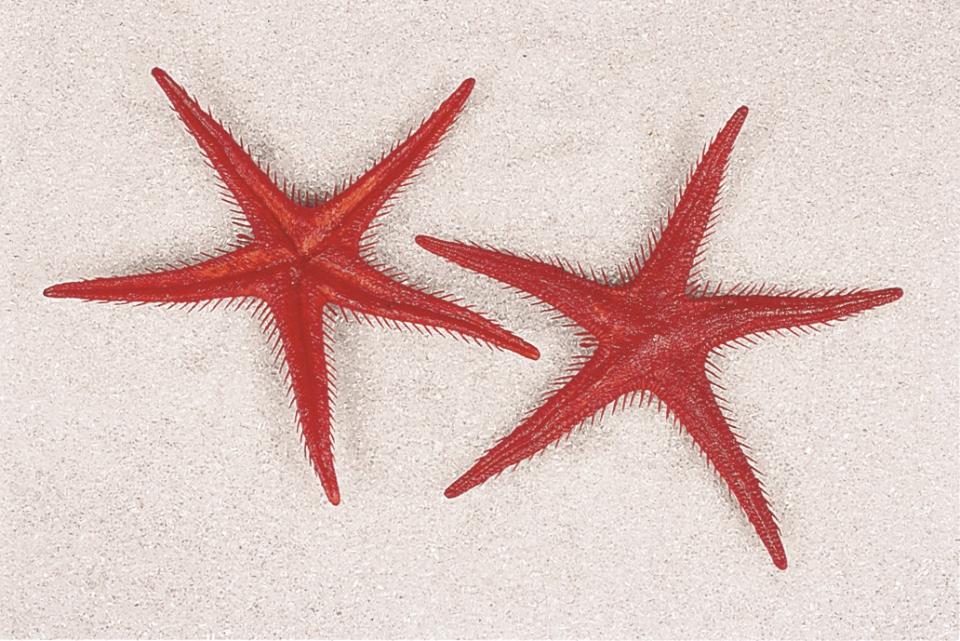 Stella marina rossa artificiale x 2 pezzi in plastica - Sconti per Fioristi e Aziende . - ø 25 cm