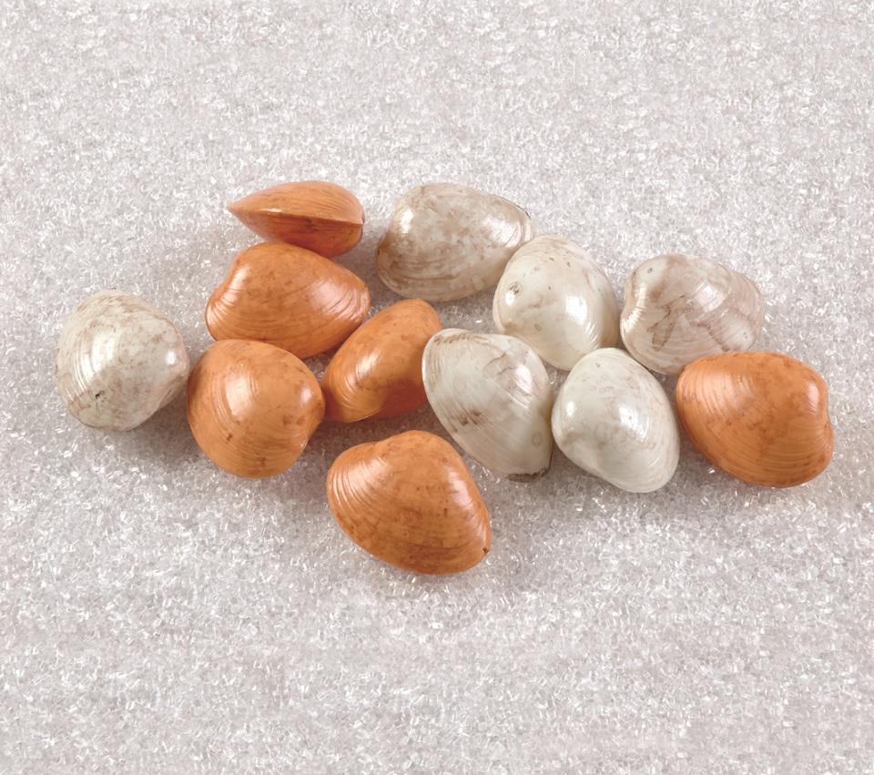 Conchiglie assortite artificiale - Sconti per Fioristi e Aziende . - x 12 pezzi in plastica