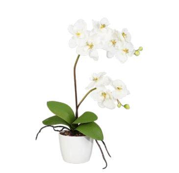 Orchidee Phalenopsis H 60 in vaso ceramico ed Espositore da 72 Orchidee Sconti per Fioristi, Arredatori e Aziende