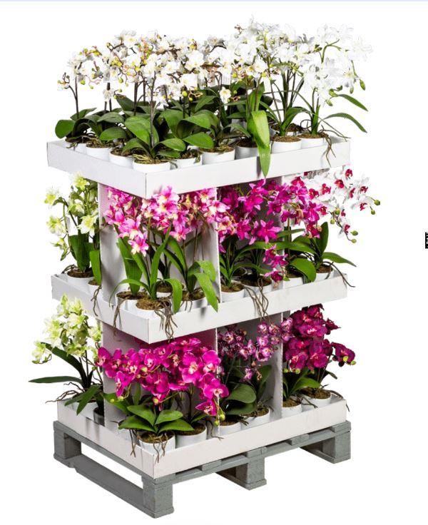 Espositore 72 Orchidee Phalenopsis H 40 e 50 con vaso ceramica Sconti per Fioristi, Arredatori e Aziende