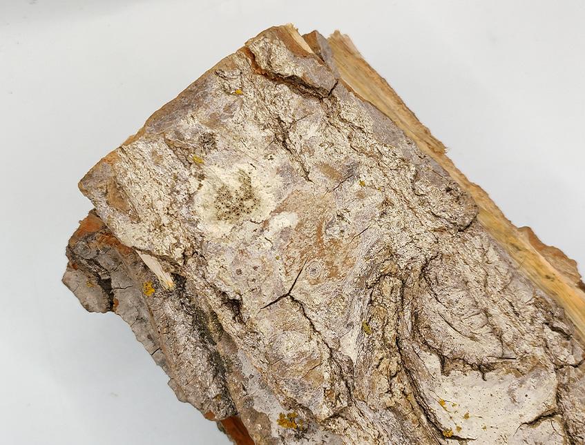 Corteccia di Pioppo Kg. 1  - Sconti per Fioristi e Aziende . - H 40  cm.