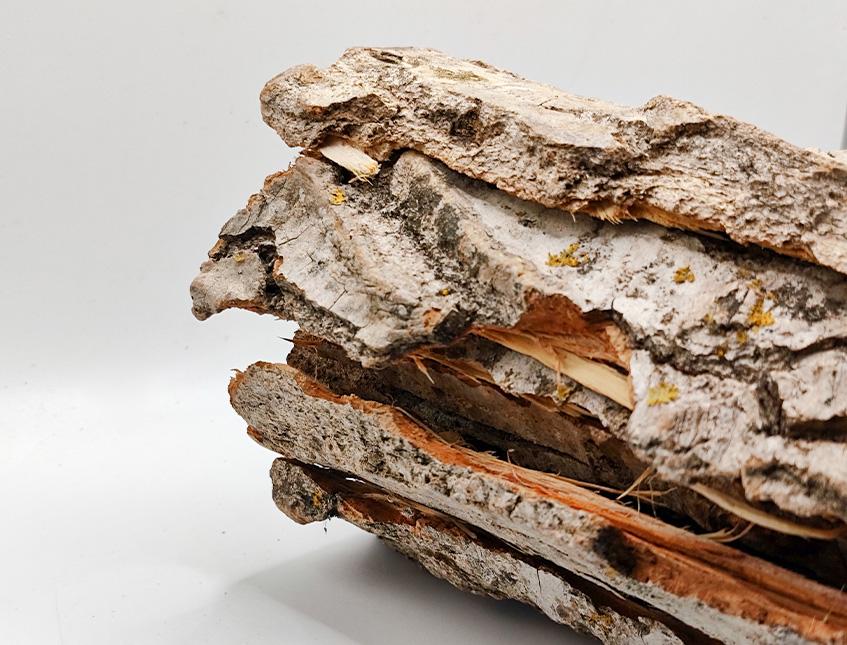 Corteccia di Pioppo Kg. 1  - Sconti per Fioristi e Aziende . - H 40  cm.