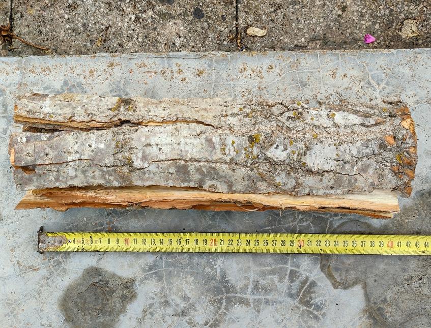 Corteccia di Pioppo Kg. 1  - Sconti per Fioristi e Aziende . - H 40  cm.