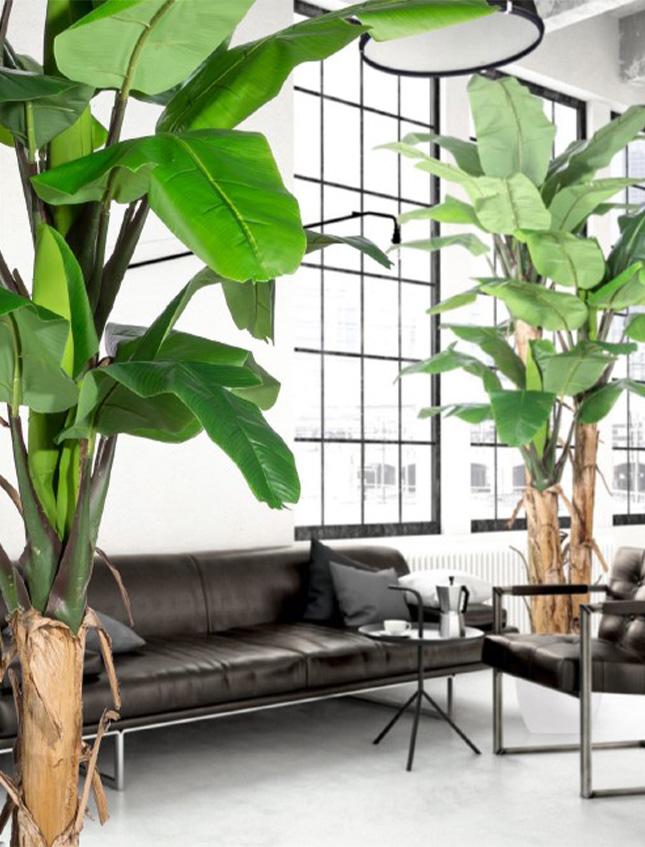 Banano x 3 H 150 w/21 Lvs - Sconti per Fioristi e Aziende . - Artificiale con vaso