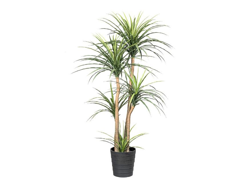 Dracena X 5 H 160 con vaso - Sconti per Fioristi e Aziende - Artificiale