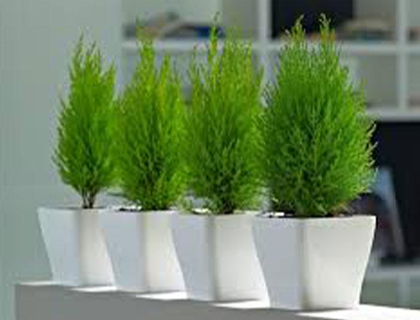Thuja Verde Emerald H 150 - Sconti per Fioristi e Aziende . Artificiale in vaso