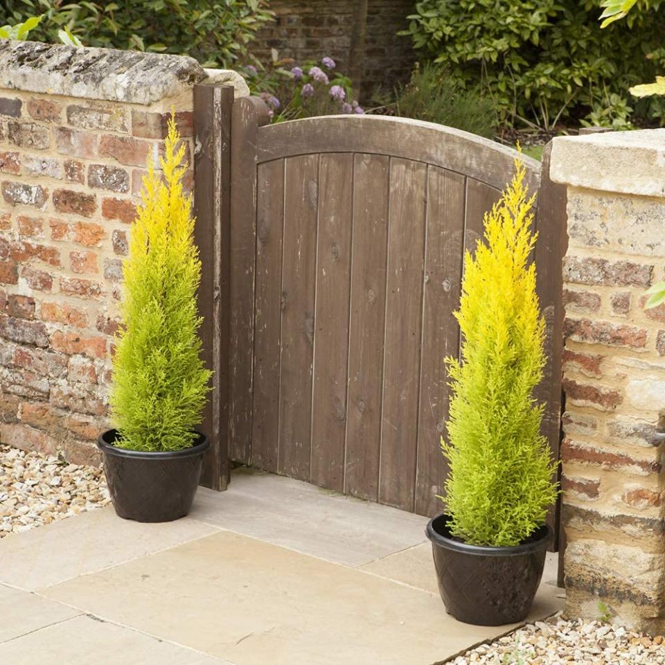 Thuja Verde Emerald H 150 - Sconti per Fioristi e Aziende . Artificiale in vaso