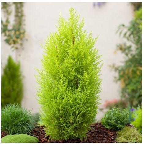 Thuja Verde Emerald H 150 - Sconti per Fioristi e Aziende Artificiale in vaso