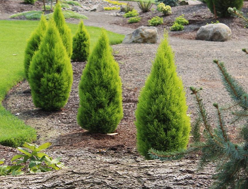 Thuja Verde Emerald H 150 - Sconti per Fioristi e Aziende . Artificiale in vaso
