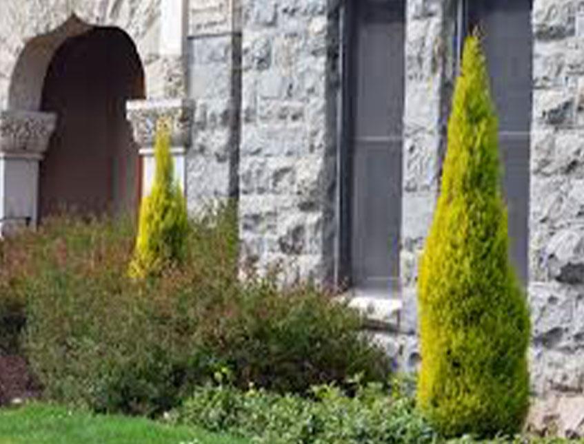 Thuja Verde Emerald H 210  - Sconti per Fioristi e Aziende . - Artificiale in vaso