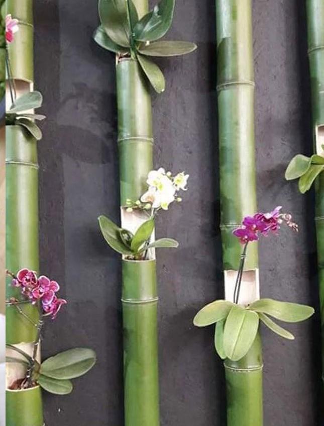 Canna Bamboo dm. 4 - 5 - Sconti per Fioristi e Aziende . - Alte cm. 200 - 250 - 300