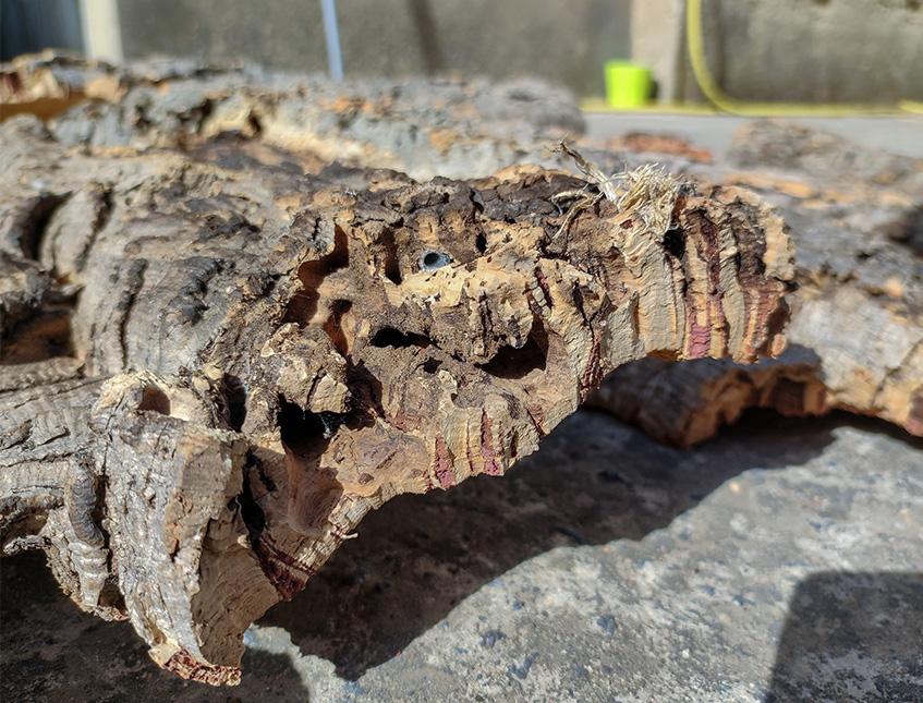 Corteccia di Sughero al Kg.- Sconti per Fioristi e Aziende . - Spessore 2-3 cm. circa