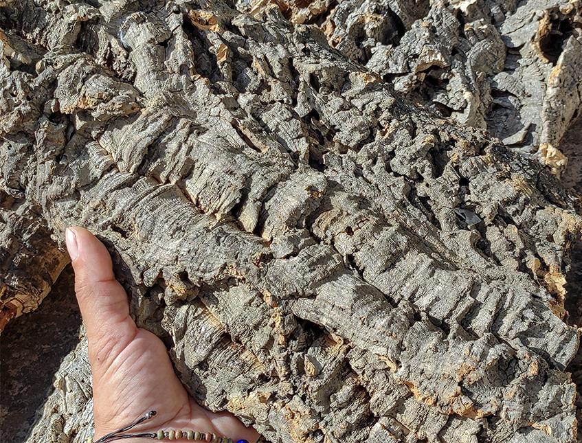 Corteccia di Sughero al Kg.- Sconti per Fioristi e Aziende . - Spessore 2-3 cm. circa