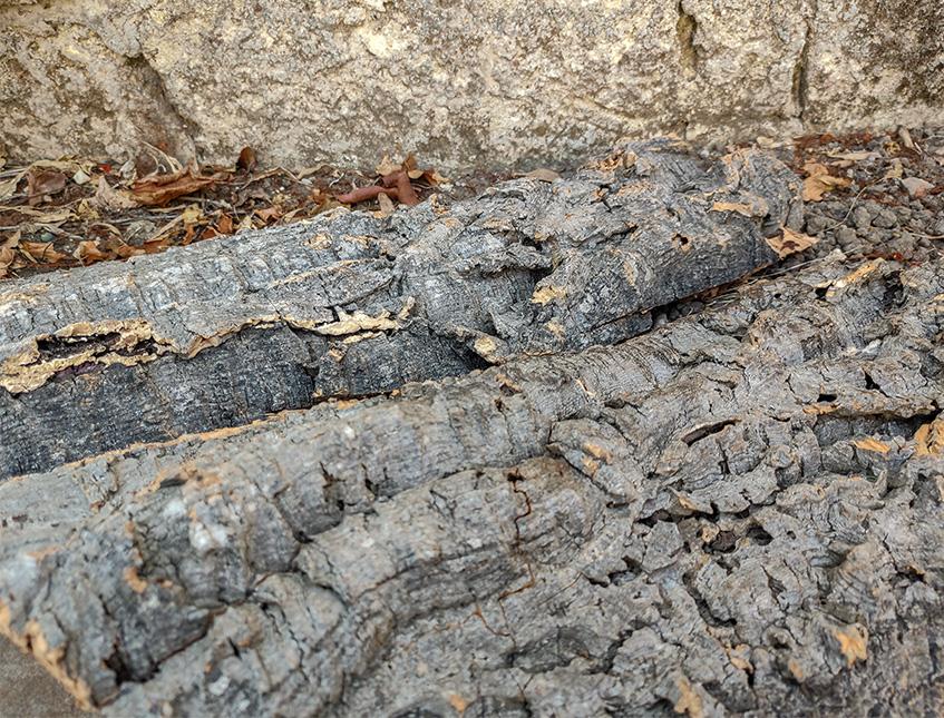 Corteccia di Sughero al Kg.- Sconti per Fioristi e Aziende . - Spessore 2-3 cm. circa