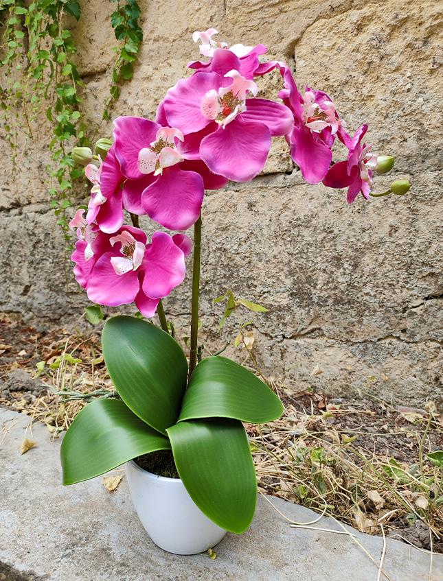 Orchidea Phalenopsis H 40- Sconti per Fioristi e Aziende - a due steli con vaso - 3 colori