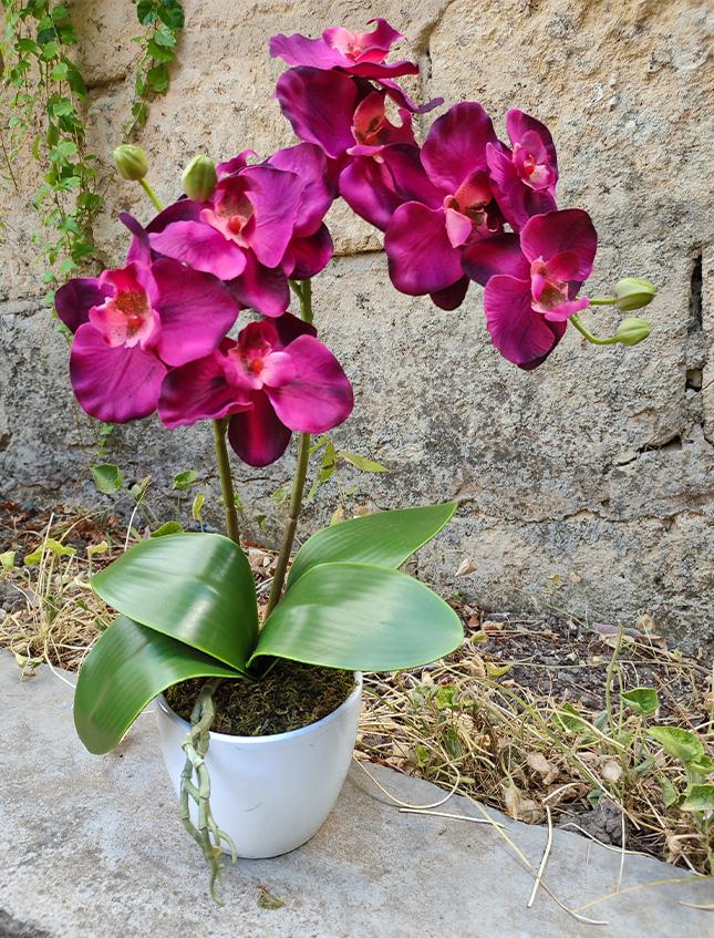 Orchidea Phalenopsis H 40- Sconti per Fioristi e Aziende - a due steli con vaso - 3 colori