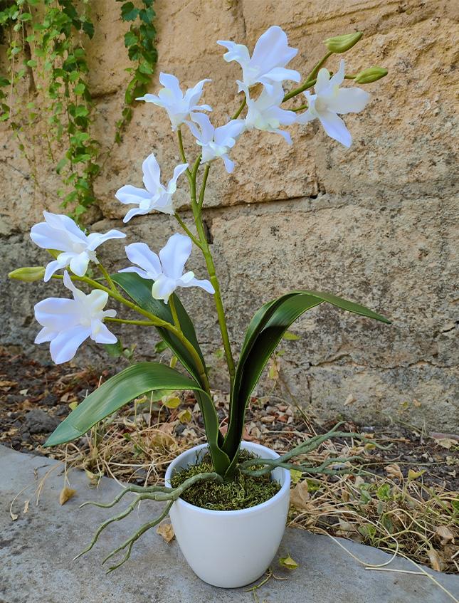 Orchidea Dendrobie con vaso H 40 cm in diversi colori Sconti per Fioristi, Wedding e Aziende .