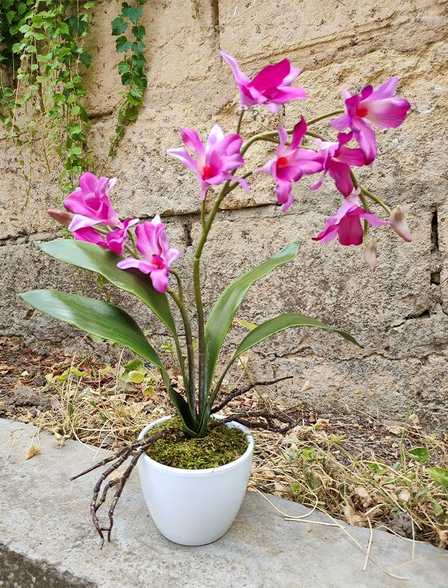 Orchidea Dendrobie con vaso H 40 cm in diversi colori Sconti per Fioristi, Wedding e Aziende .