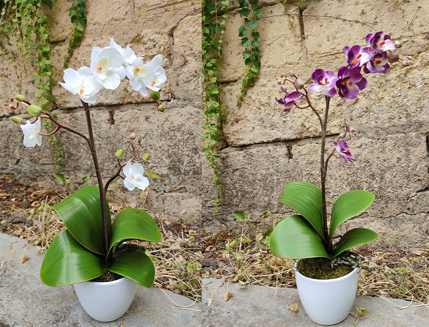 Orchidea Cassandra con vaso H 40 cm in diversi colori Sconti per Fioristi, Wedding e Aziende