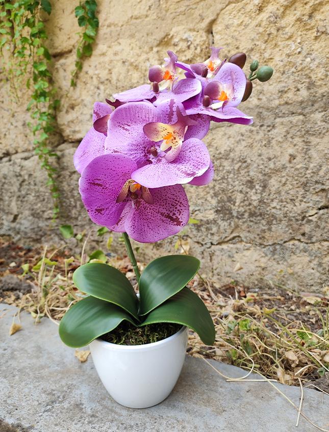 Orchidea foglia larga con vaso H 40 cm in diversi colori Sconti per Fioristi, Wedding e Aziende .