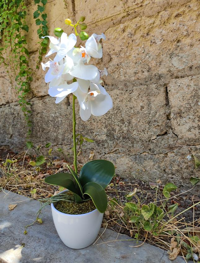 Orchidea Phalenopsis H 40 singola con vaso in 2 colori Sconti per Fioristi, Wedding e Aziende .