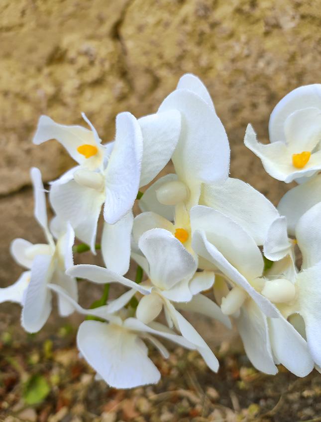 Orchidea Phalenopsis H 40- Sconti per Fioristi e Aziende - a due steli con vaso - 3 colori